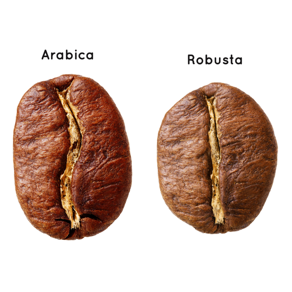 grains de café : arabica ou robusta ?
